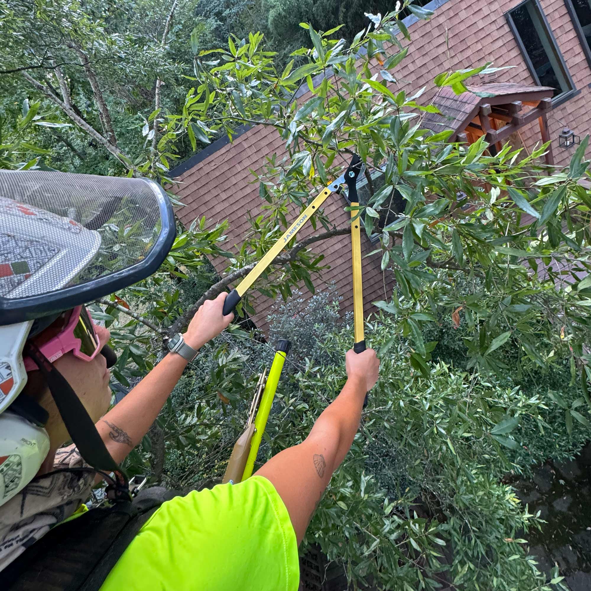 JAMESON_Tree-Care-Tools_HL-BP203_Photo_Arbor-1