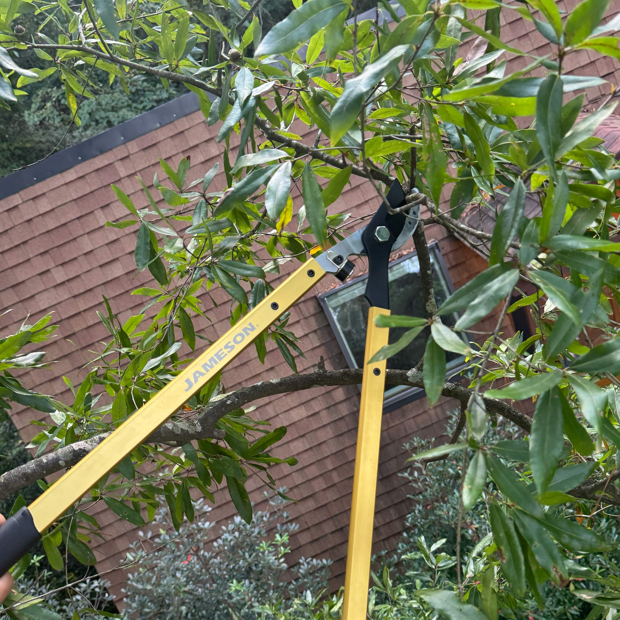 JAMESON_Tree-Care-Tools_HL-BP203_Photo_Arbor-2